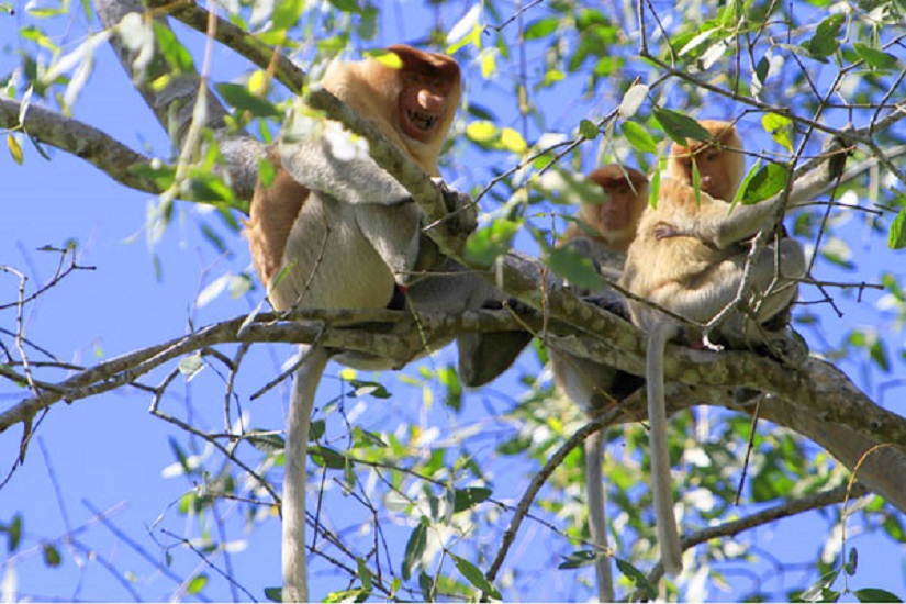 ILUSTRASI- Seekor bekantan di kawasan Sungai Hitam, Kelurahan Kampung Lama, Kecamatan Samboja, Kabupaten Kutai Kartanegara, Kalimantan Timur.